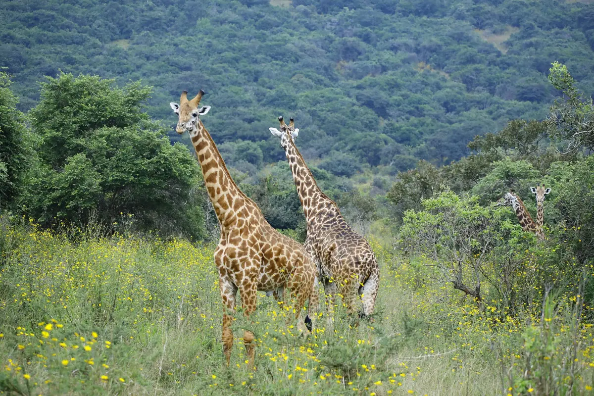 Des girafes dans le parc national de l'Akagera