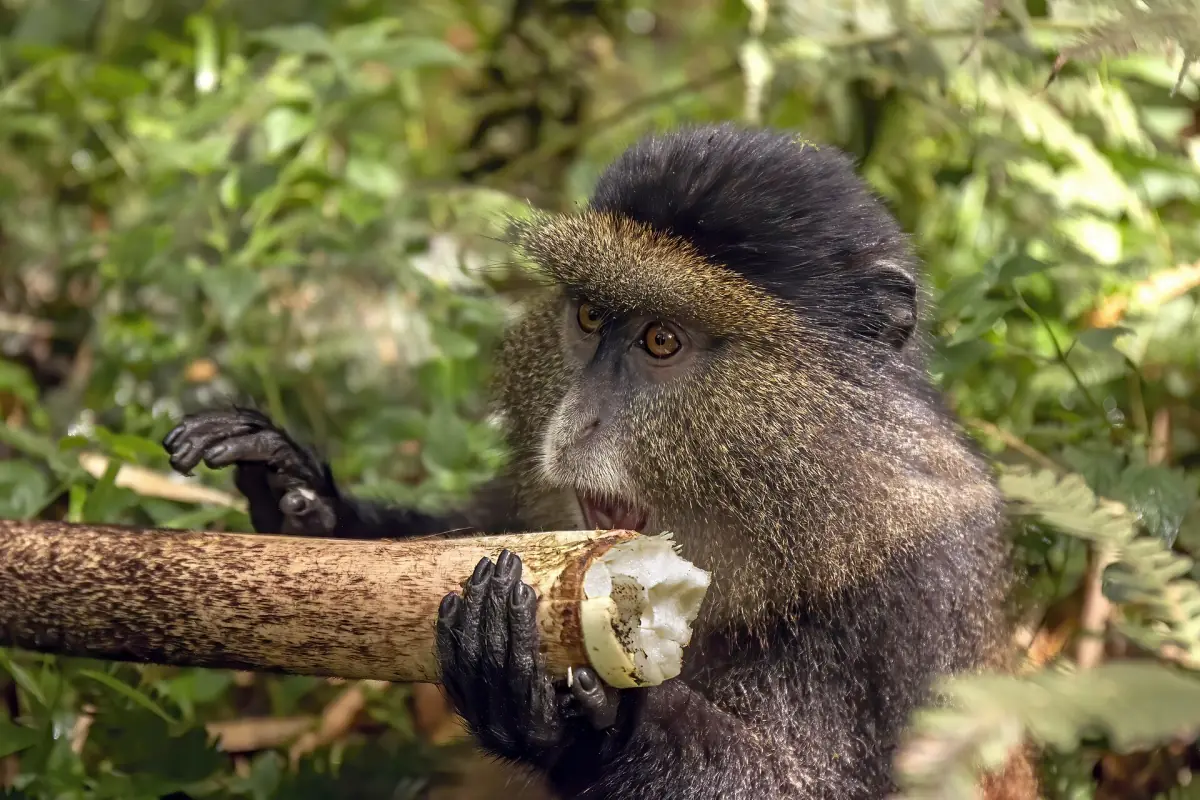 Un singe doré mangeant du bambou
