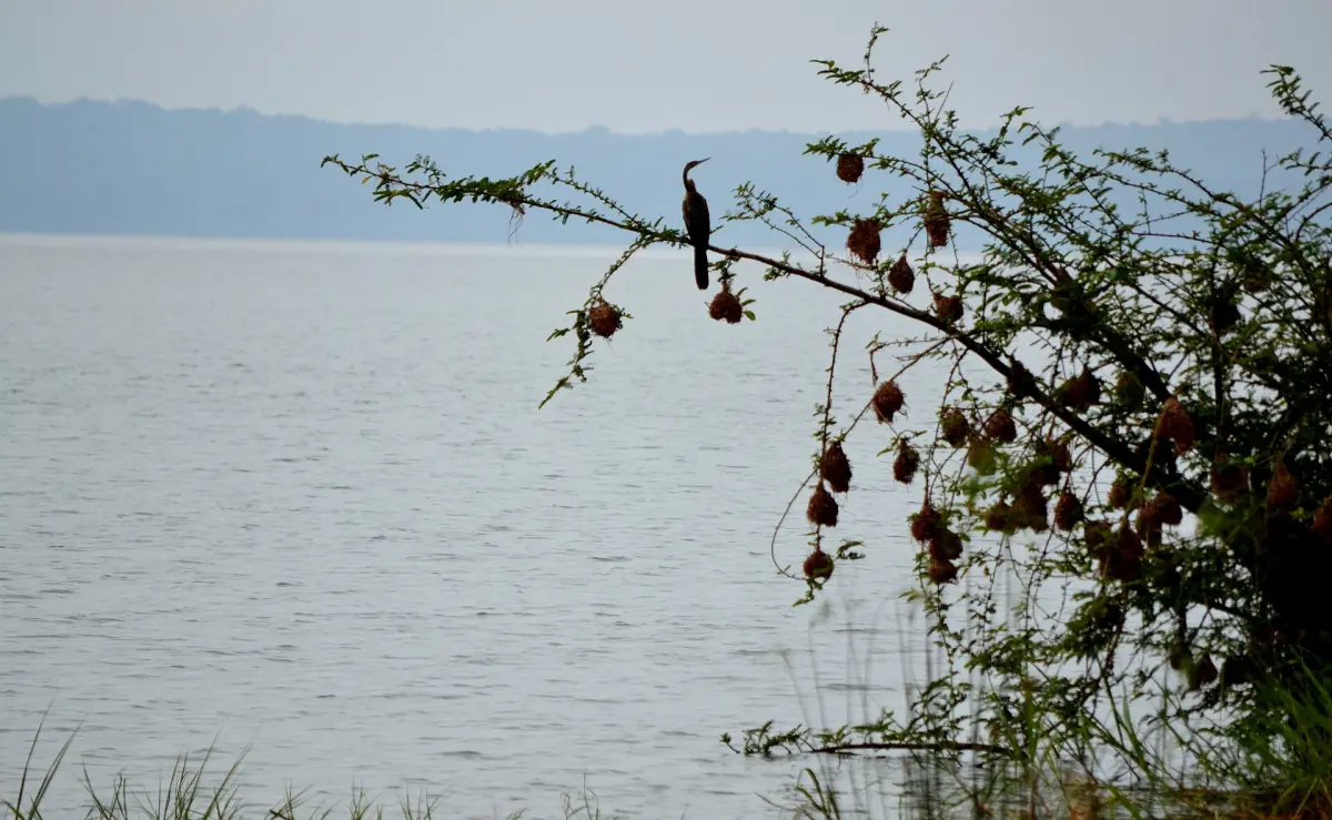 Un oiseau au-dessus du lac Ihema dans l'Akagera
