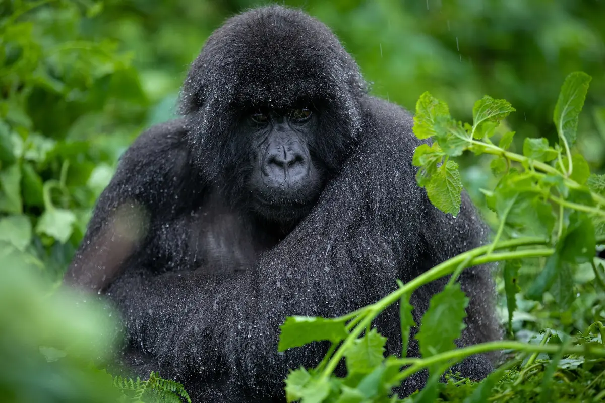 Un gorille des montagnes sous la pluie dans le parc national des Volcans