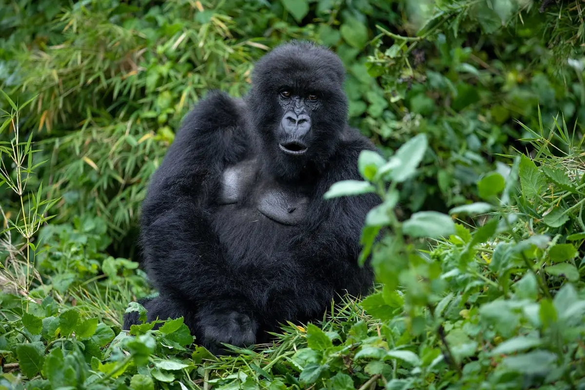 Un gorille des montagnes du groupe Susa dans un fourré du Karisimbi