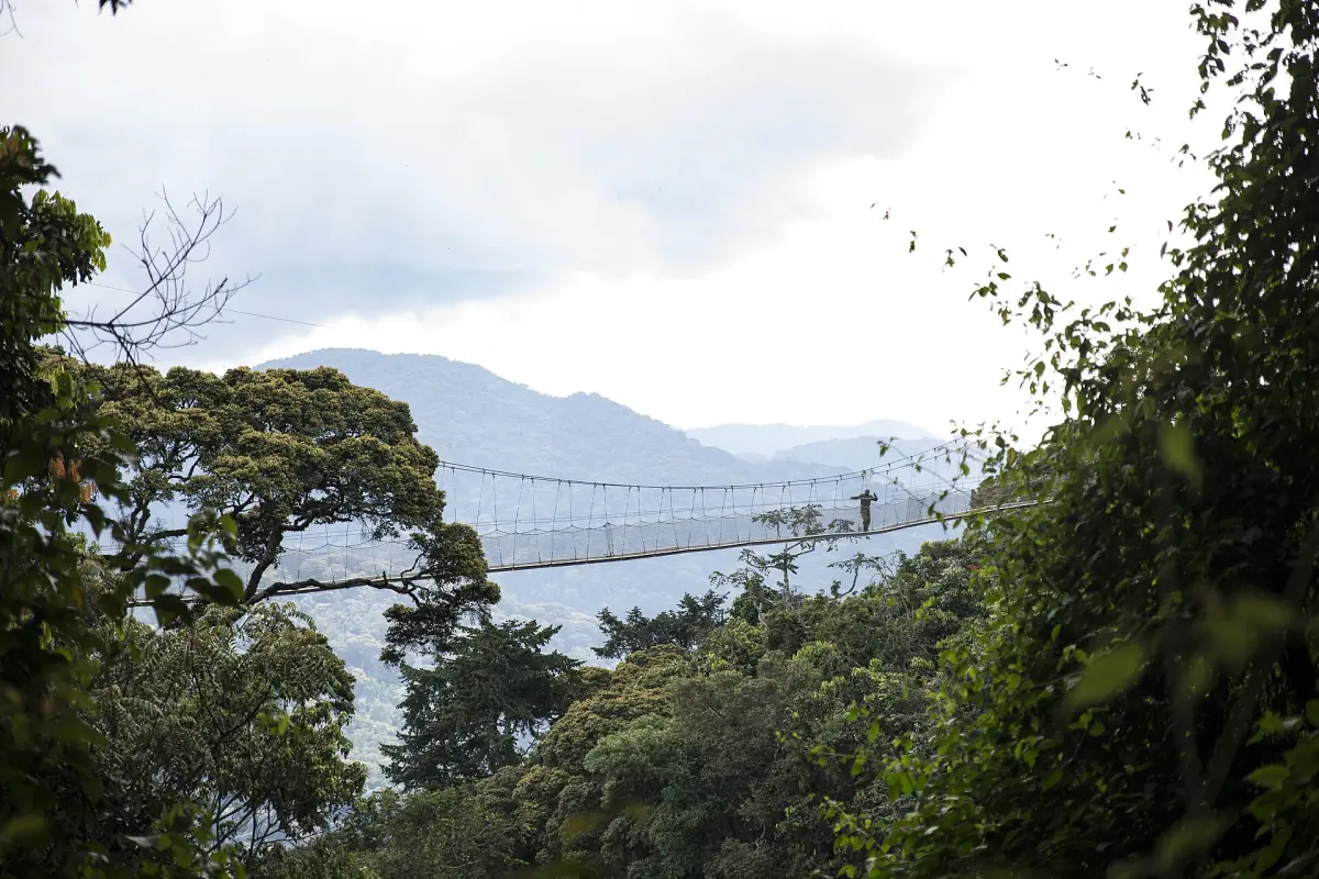 La passerelle de la canopée au-dessus de la forêt de Nyungwe