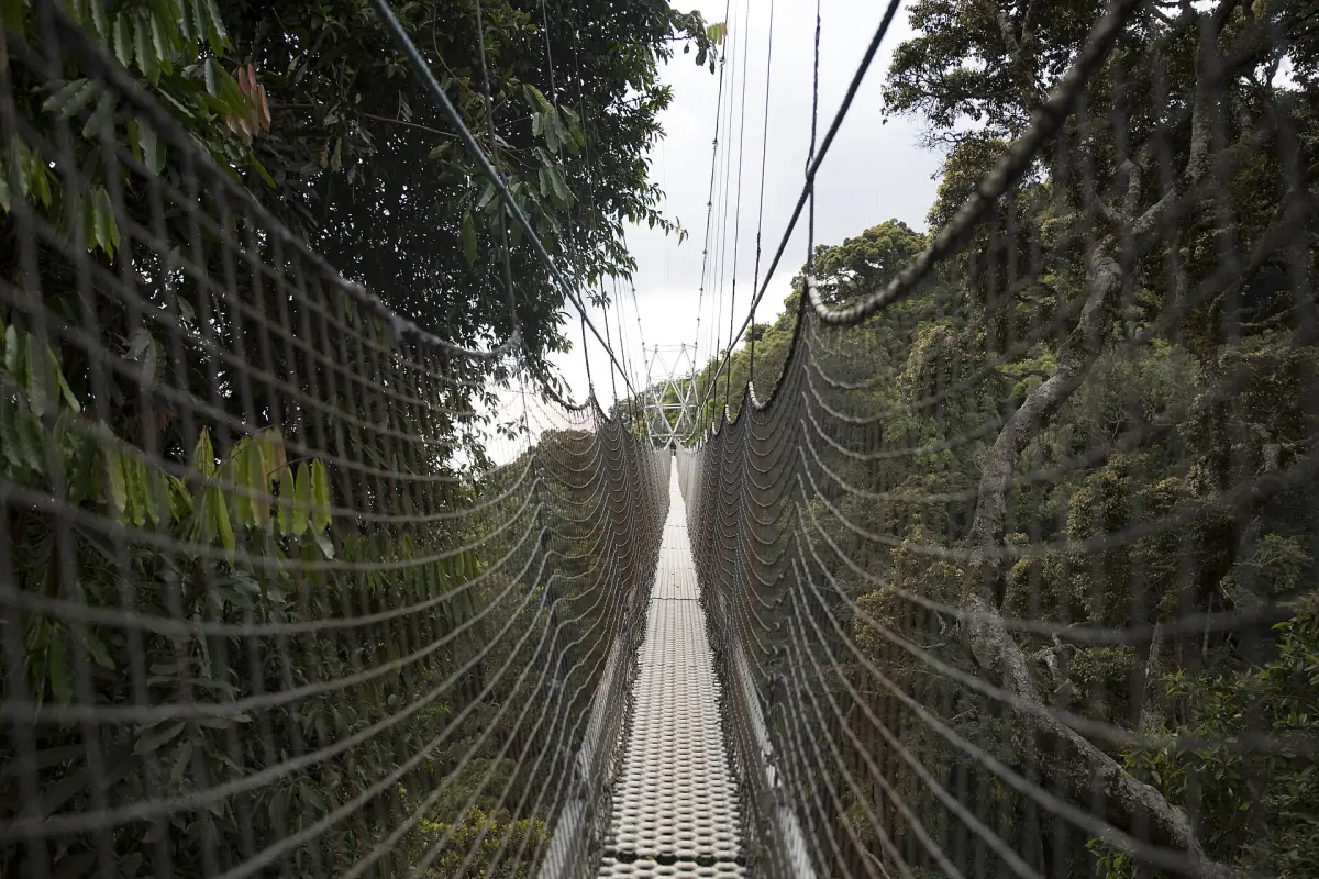 Sur le pont suspendu de la canopée de Nyungwe