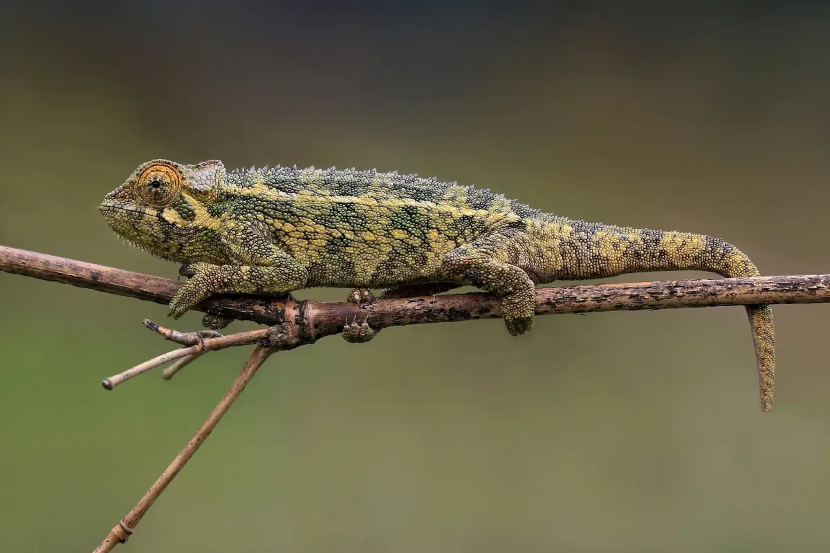 Un caméléon sur une brindille