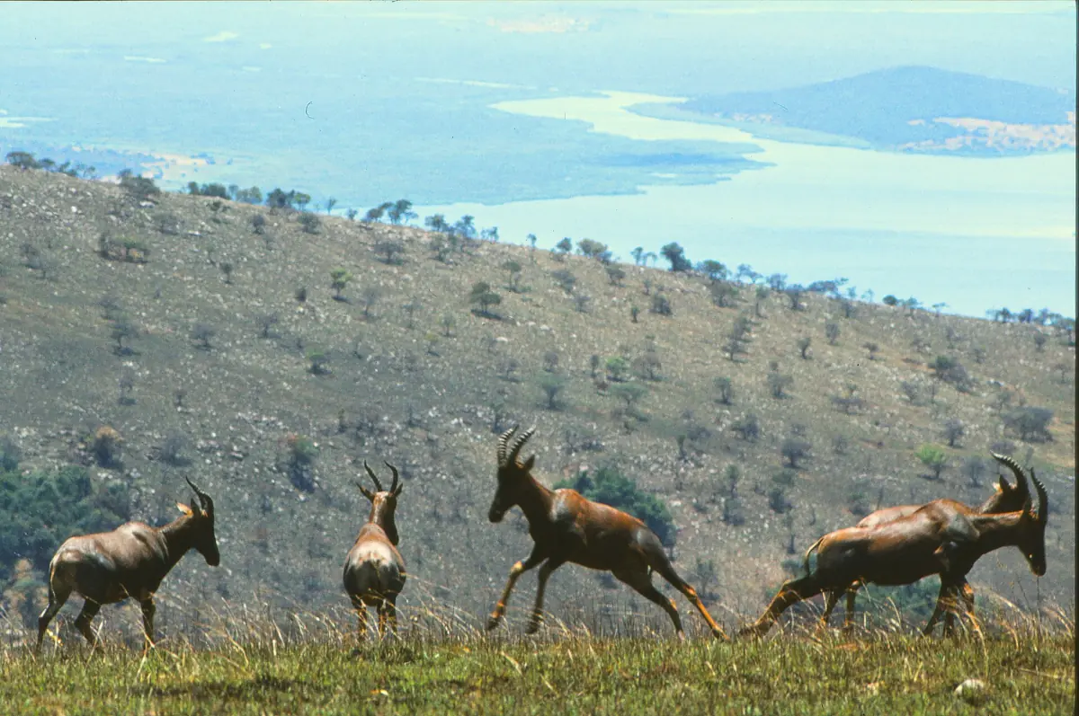 Des topis sur une colline de l'Akagera
