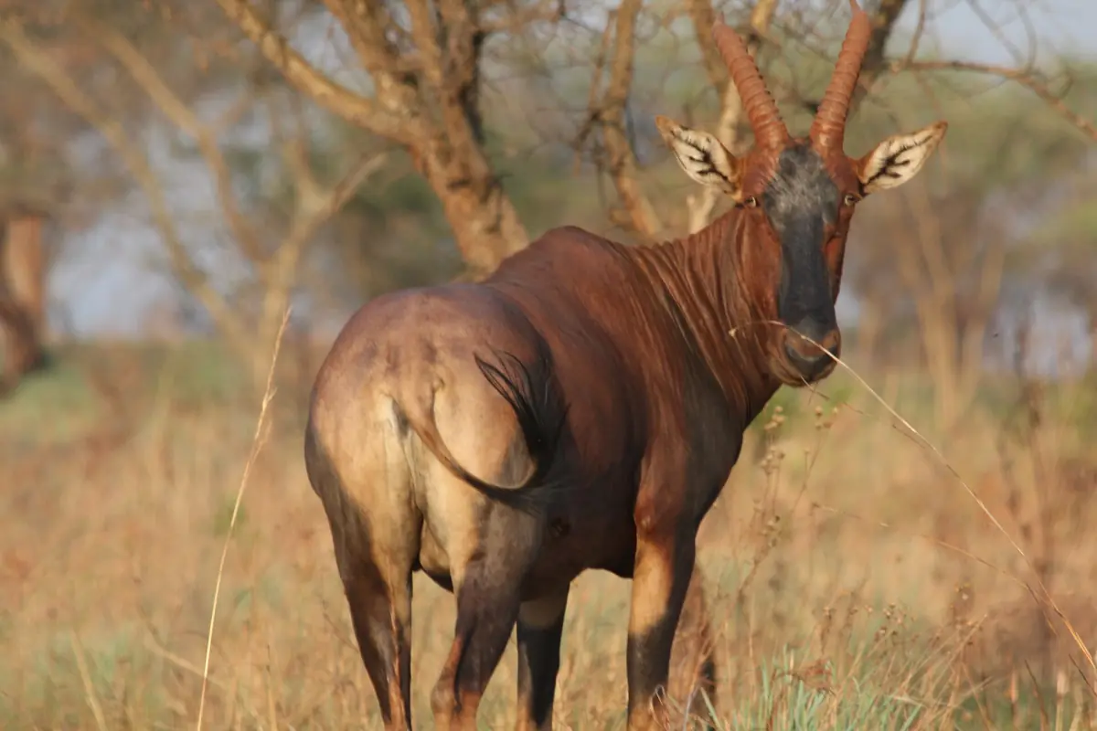 Un topi dans l'Akagera